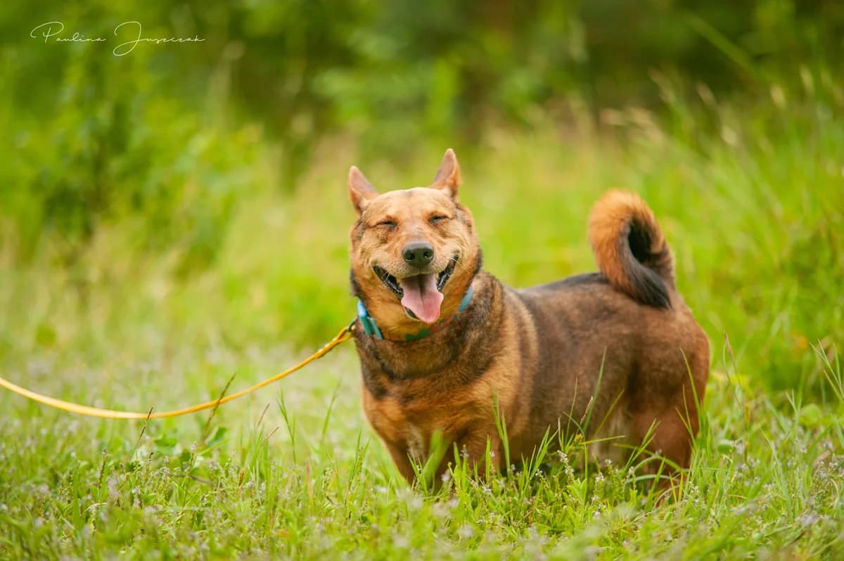 BERNI, male senior Mixed Breed for adoption at Fundacja Głosem Zwierząt, Polska
