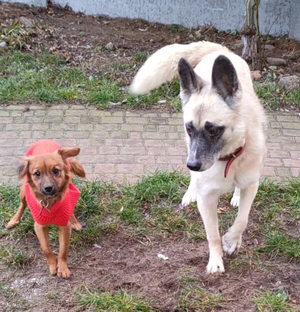 BAMBI, Mixed Breed for adoption at Fundacja Głosem Zwierząt, Polska