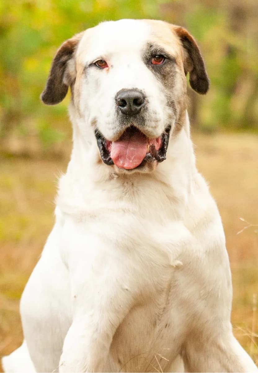 MILA, female senior Mixed Breed for adoption at Fundacja Głosem Zwierząt, Polska