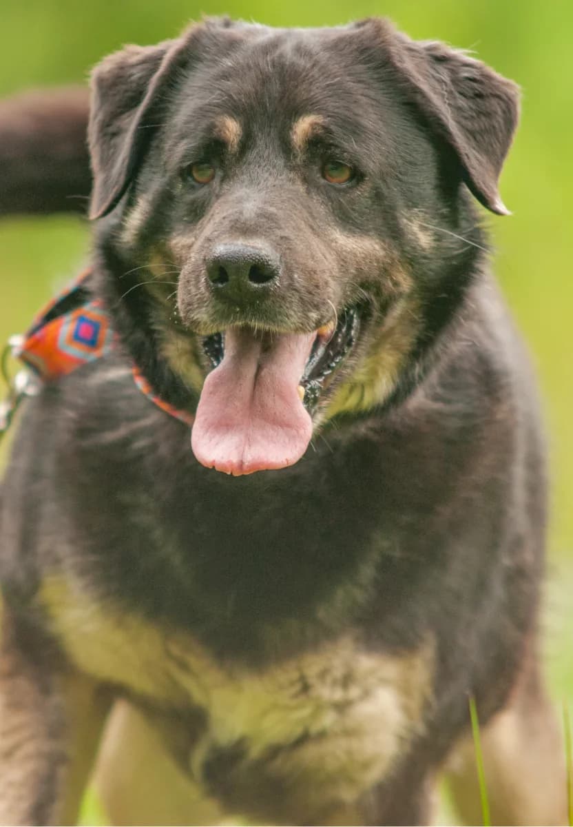 PANCZO, male senior Mixed Breed for adoption at Fundacja Głosem Zwierząt, Polska