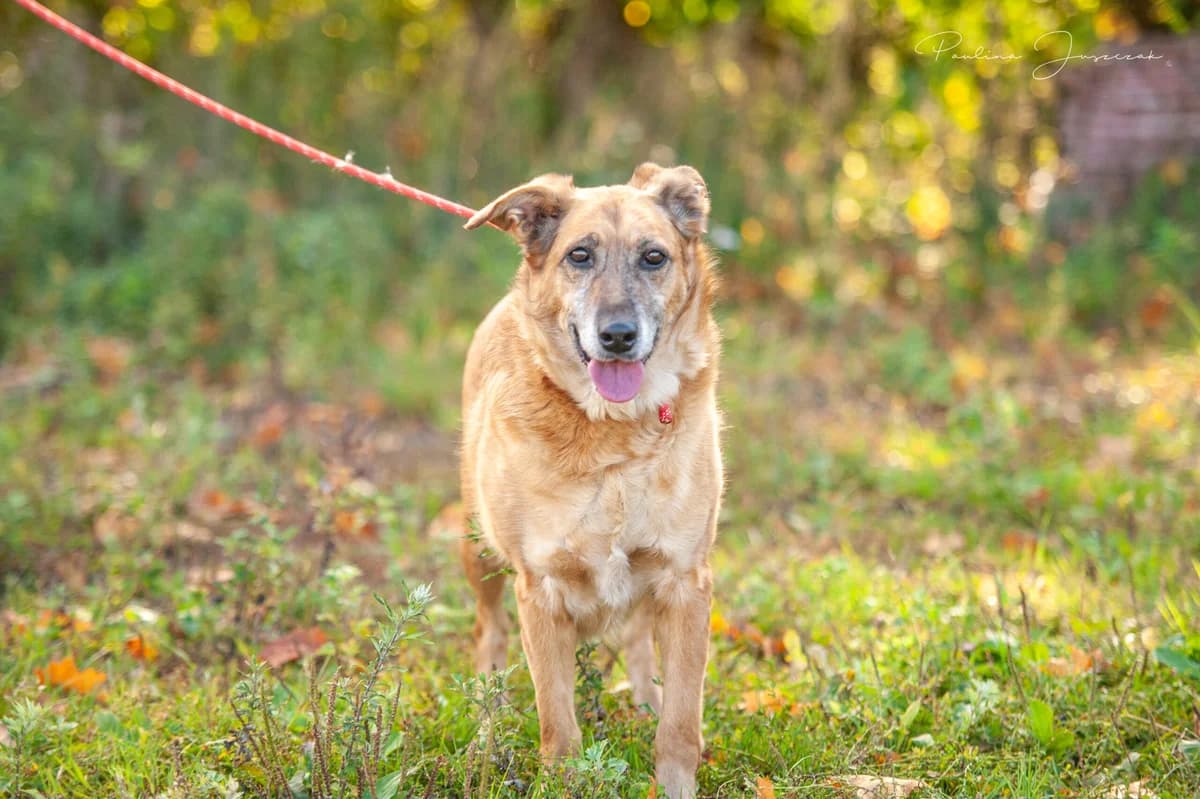 ALMA, Mixed Breed for adoption at Fundacja Głosem Zwierząt, Polska