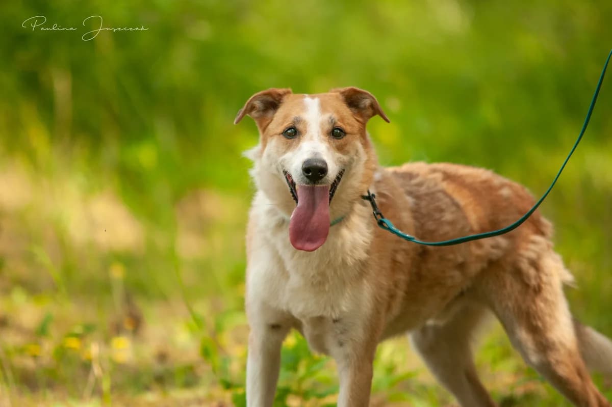 TOBIASZEK, Mixed Breed (Fundacja Głosem Zwierząt)
