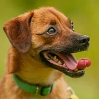 LONI, Mixed Breed (Fundacja Głosem Zwierząt)