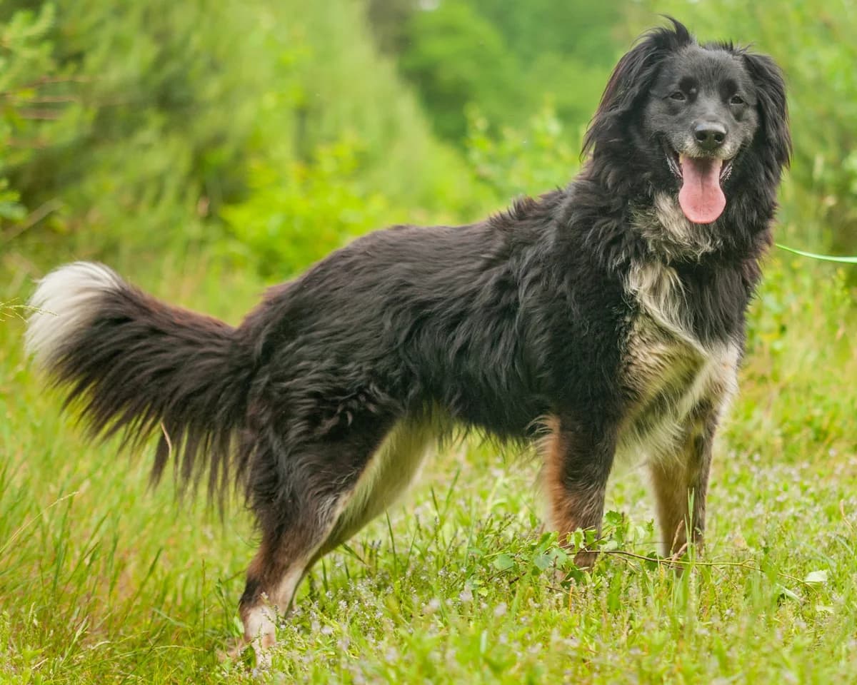 SZYSZKA, Mixed Breed (Fundacja Głosem Zwierząt)