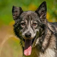 AKU, Mixed Breed (Fundacja Głosem Zwierząt)