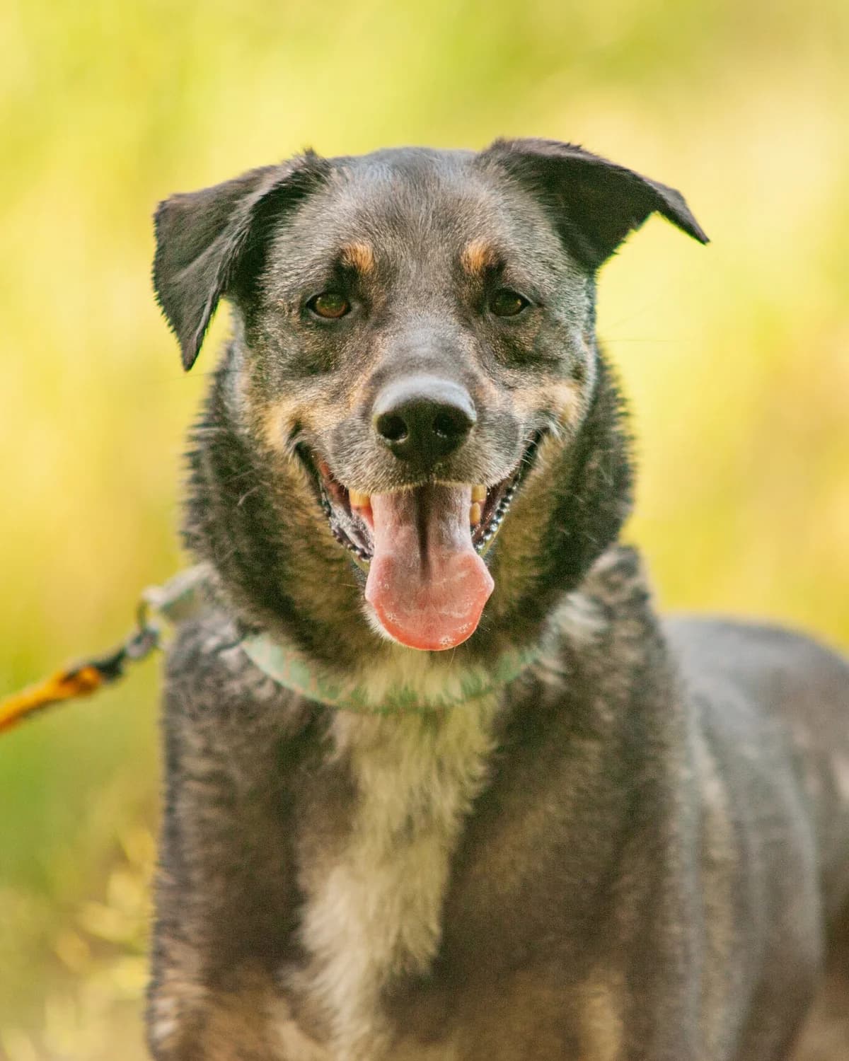 RIO, male senior Mixed Breed for adoption at Fundacja Głosem Zwierząt, Polska