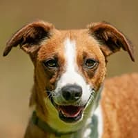 MADI, Mixed Breed (Fundacja Głosem Zwierząt)