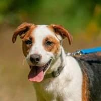 MARSHAL, Mixed Breed (Fundacja Głosem Zwierząt)