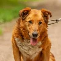 MILU, Mixed Breed (Fundacja Głosem Zwierząt)