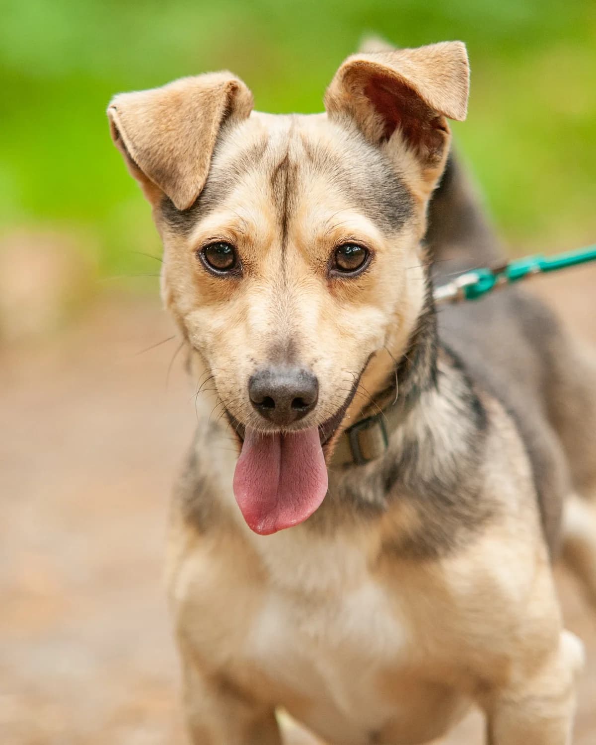 FIDO, Mixed Breed (Fundacja Głosem Zwierząt)