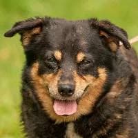 BOUNTY, Mixed Breed for adoption at Fundacja Głosem Zwierząt, Polska