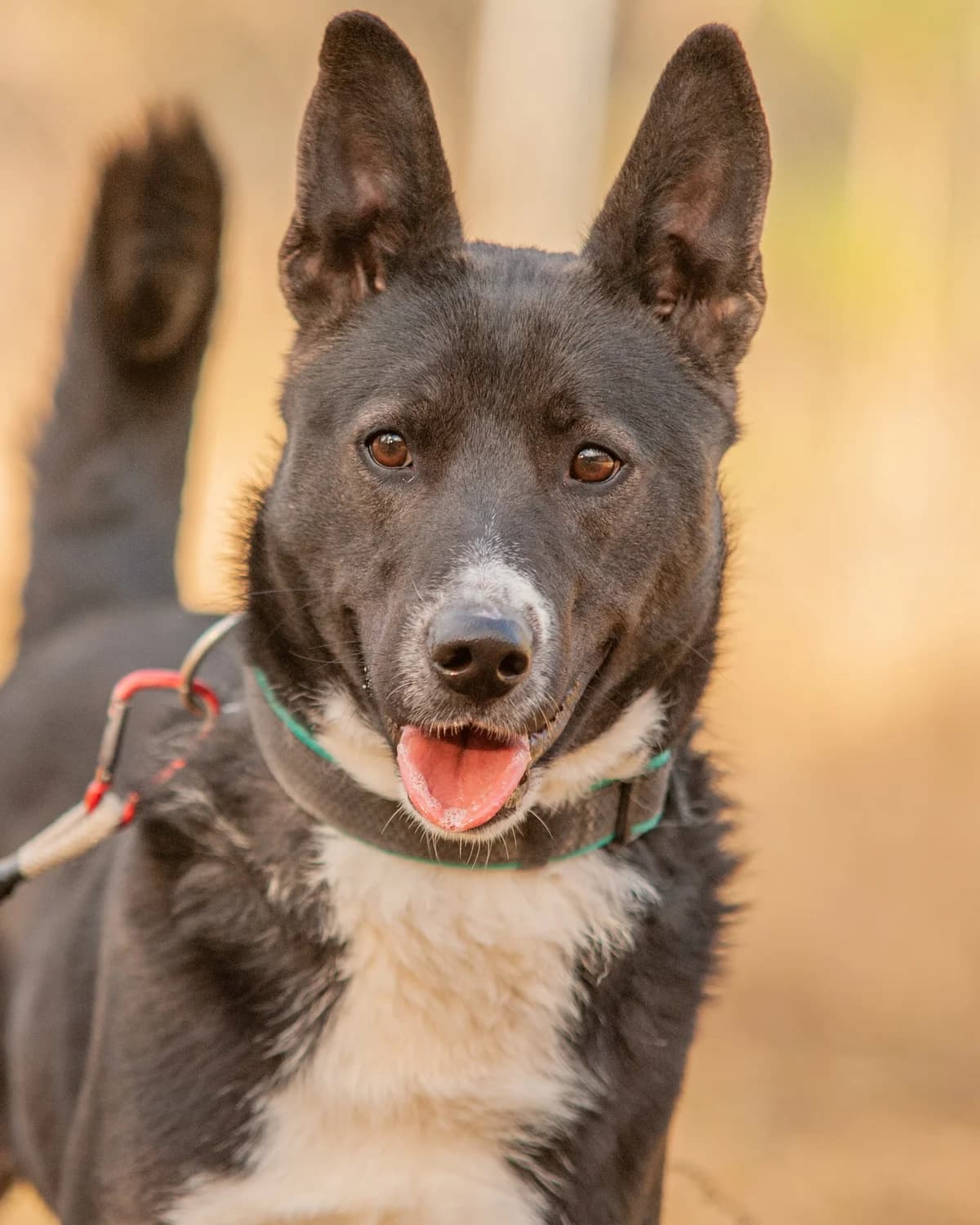 KIMKO, Mixed Breed (Fundacja Głosem Zwierząt)