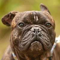 MOJO, Mixed Breed (Fundacja Głosem Zwierząt)