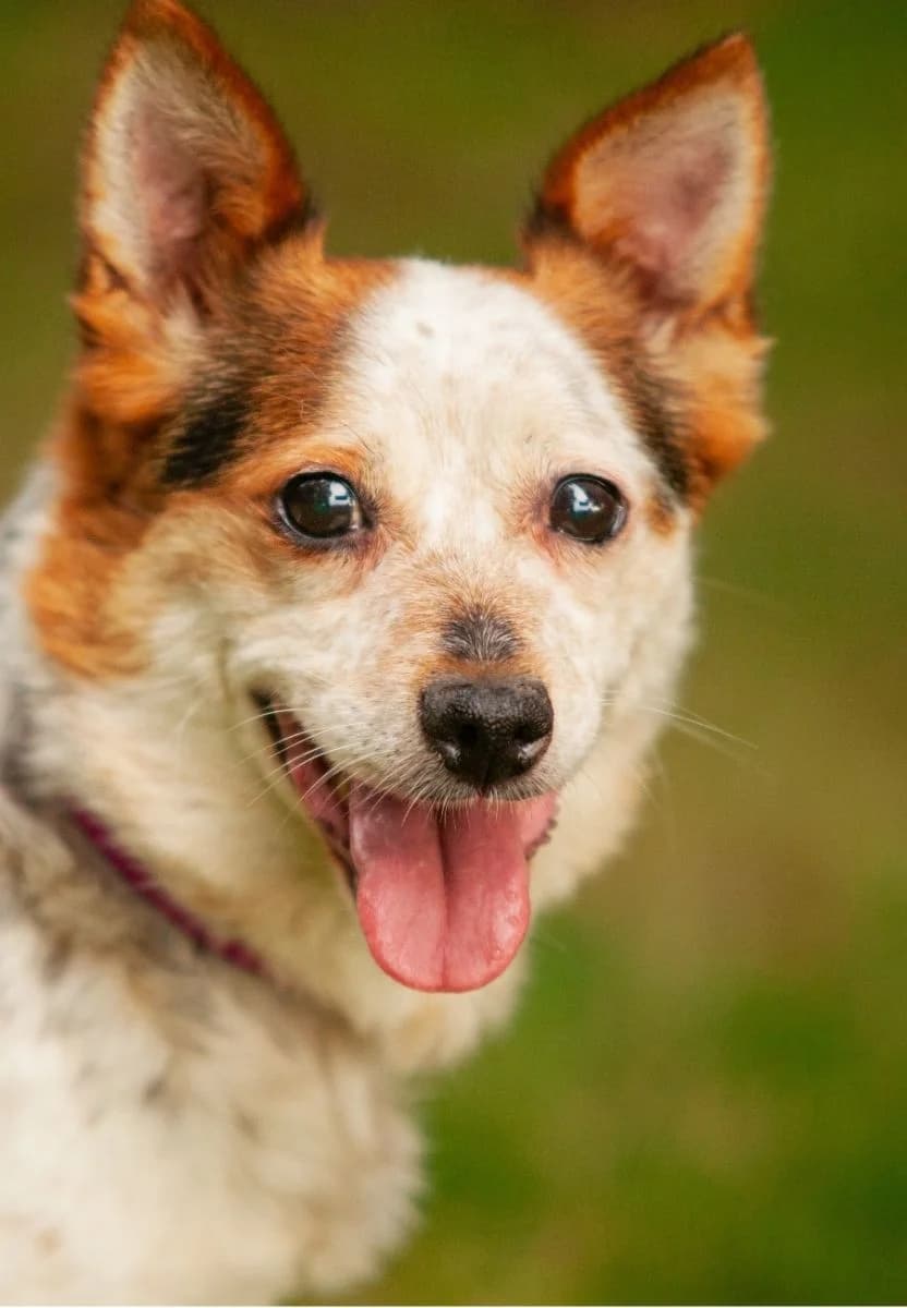 LELA, Mixed Breed (Fundacja Głosem Zwierząt)