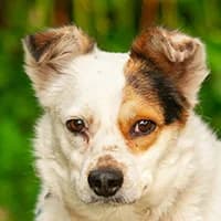 LIA, Mixed Breed (Fundacja Głosem Zwierząt)