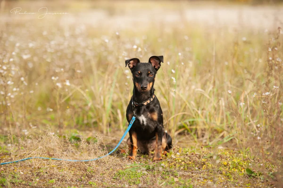 NEYA, Mixed Breed (Fundacja Głosem Zwierząt)