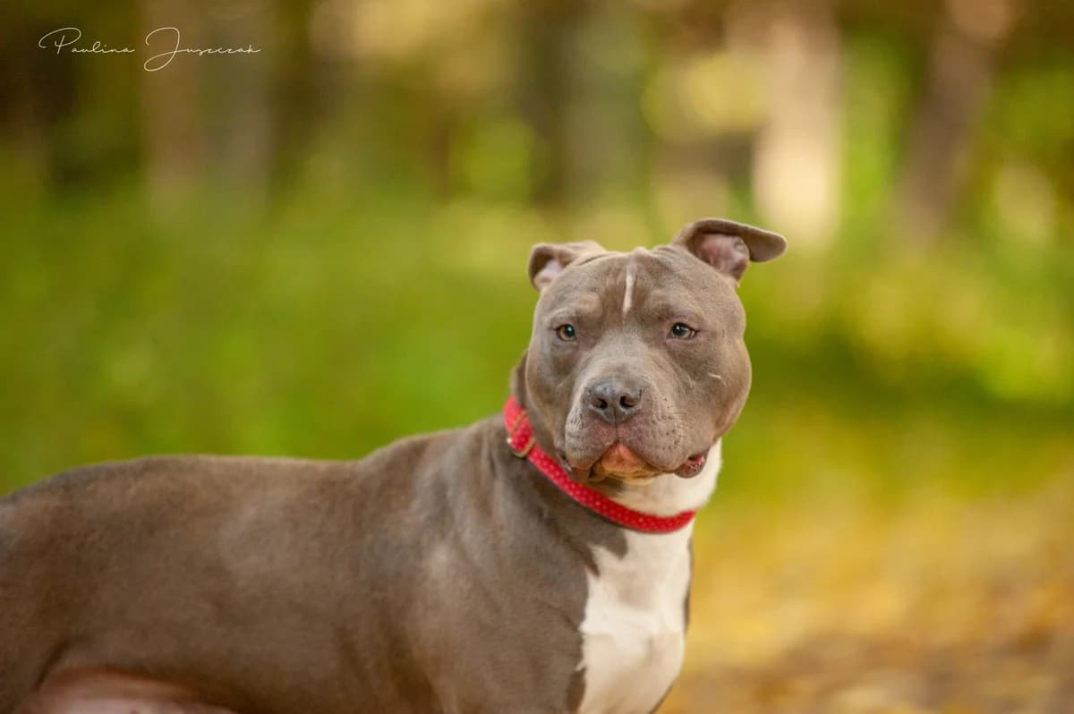 MOON, Mixed Breed (Fundacja Głosem Zwierząt)