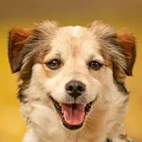 NENA, Mixed Breed (Fundacja Głosem Zwierząt)