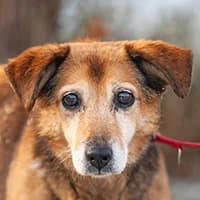 DRONKA, Mixed Breed (Fundacja Głosem Zwierząt)