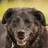 TULA, Mixed Breed (Fundacja Głosem Zwierząt)