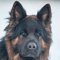 CAMO, Mixed Breed (Fundacja Głosem Zwierząt)