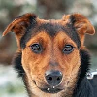 CHILA, Mixed Breed (Fundacja Głosem Zwierząt)