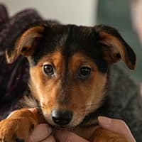 DULKA, Mixed Breed (Fundacja Głosem Zwierząt)