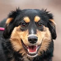 PAMKA, Mixed Breed (Fundacja Głosem Zwierząt)