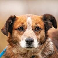 AMAYA, Mixed Breed (Fundacja Głosem Zwierząt)