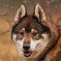 KHAN, Mixed Breed (Fundacja Głosem Zwierząt)