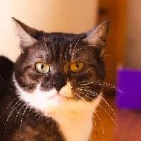 LATTE, Mixed Breed (Fundacja Głosem Zwierząt)