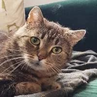 LILI, Mixed Breed (Fundacja Głosem Zwierząt)