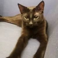 GLIMMER, Mixed Breed (Fundacja Głosem Zwierząt)