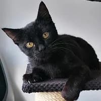 LUPIN, male senior Mixed Breed for adoption at Fundacja Głosem Zwierząt, Polska