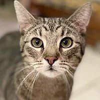 BIMBER, Mixed Breed (Fundacja Głosem Zwierząt)