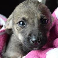 LISKA, Mixed Breed for adoption at Fundacja Głosem Zwierząt, Polska