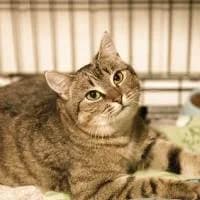 LELA, Mixed Breed (Fundacja Głosem Zwierząt)