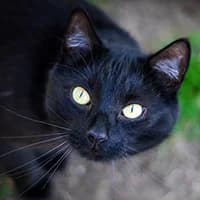 STING, Mixed Breed (Fundacja Głosem Zwierząt)