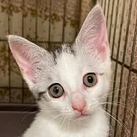 COSIMA, Mixed Breed (Fundacja Głosem Zwierząt)