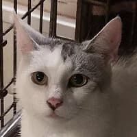 APOLONIA, Mixed Breed (Fundacja Głosem Zwierząt)