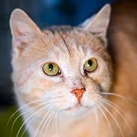 BURSZTYN, Mixed Breed (Fundacja Głosem Zwierząt)