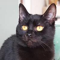 PUGSLEY, Mixed Breed (Fundacja Głosem Zwierząt)