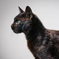 NUIT, Mixed Breed for adoption at Fundacja Głosem Zwierząt, Polska