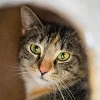 NASTKA, Mixed Breed (Fundacja Głosem Zwierząt)