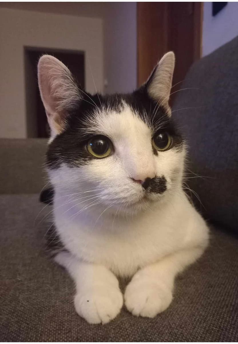 SIMBA, Mixed Breed (Fundacja Głosem Zwierząt)