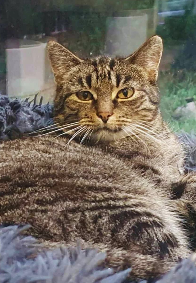 PANIERKA, Mixed Breed (Fundacja Głosem Zwierząt)