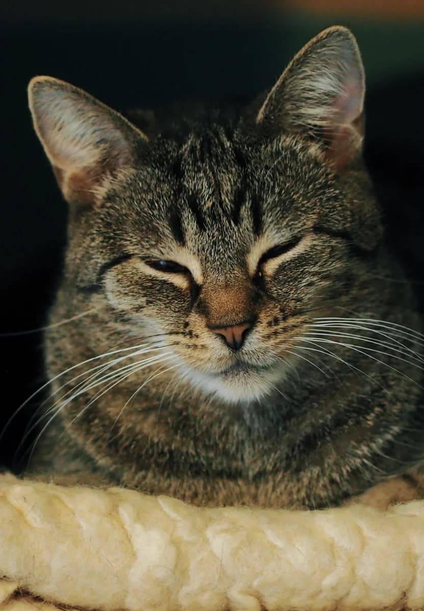 MIŁOSZEK, Mixed Breed (Fundacja Głosem Zwierząt)