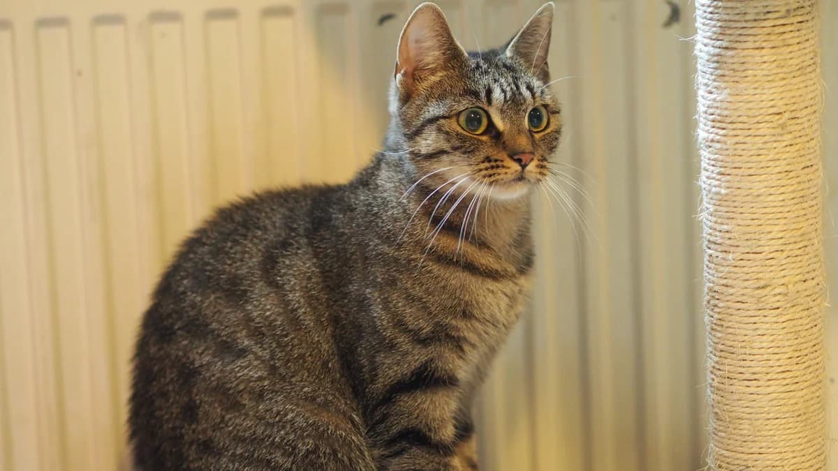 ŚLIWKA, Mixed Breed (Fundacja Głosem Zwierząt)