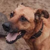 TOSHI, Mixed Breed (Fundacja Głosem Zwierząt)