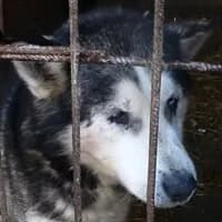 VICTOR, Mixed Breed (Fundacja Głosem Zwierząt)